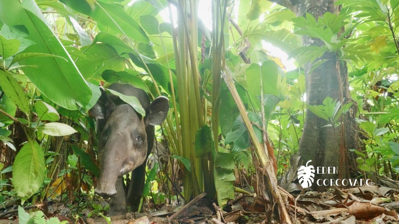 فيلا Eden Corcovado San Pedrillo المظهر الخارجي الصورة