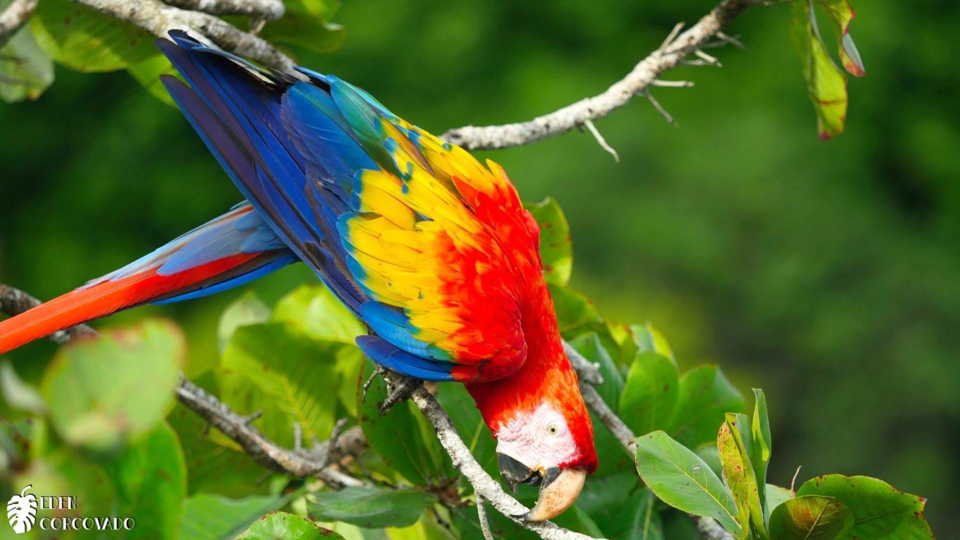 فيلا Eden Corcovado San Pedrillo المظهر الخارجي الصورة